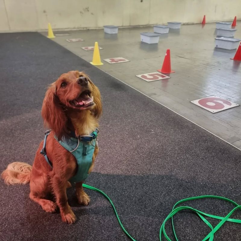 Cocker Spaniel