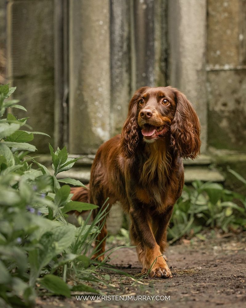 Cocker Spaniel