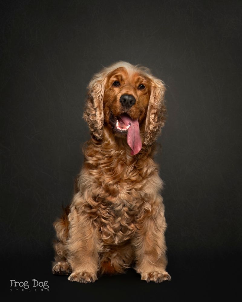 Cocker Spaniel