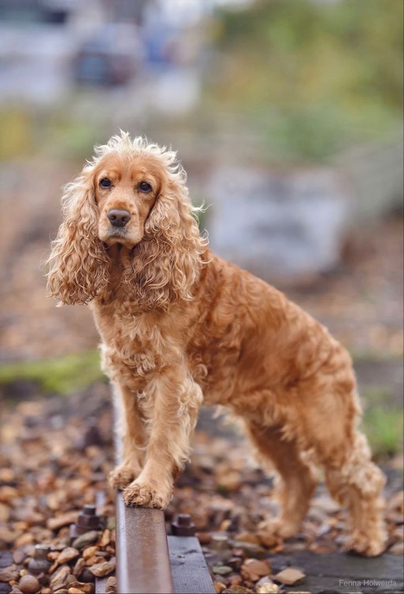 Cocker Spaniel