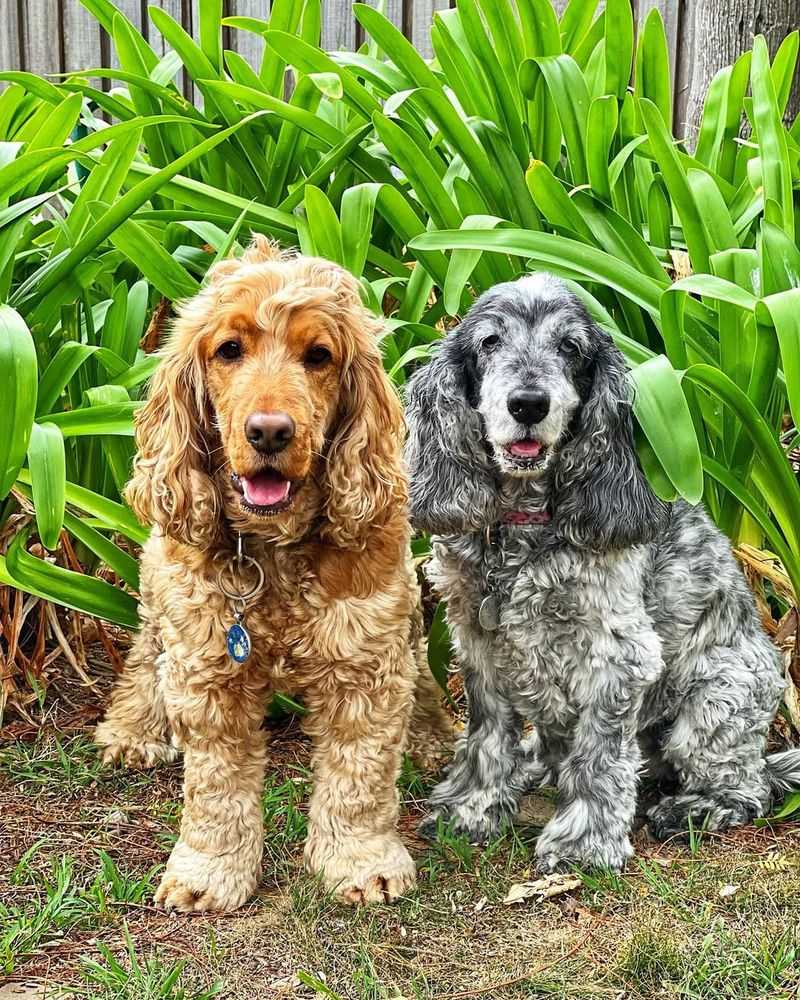 Cocker Spaniel