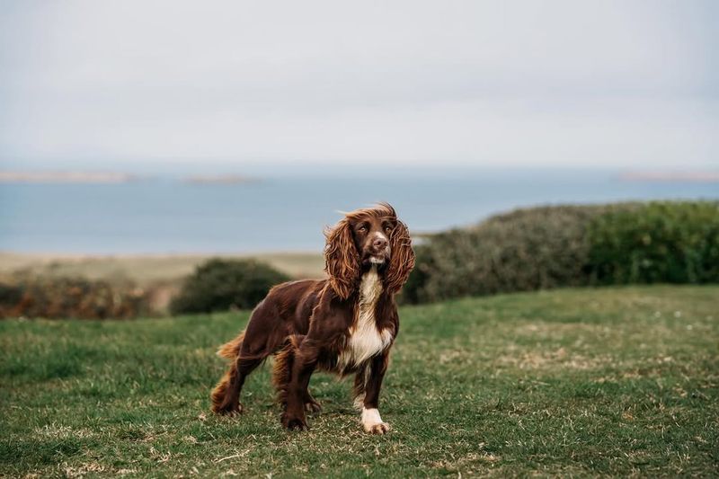 Cocker Spaniel