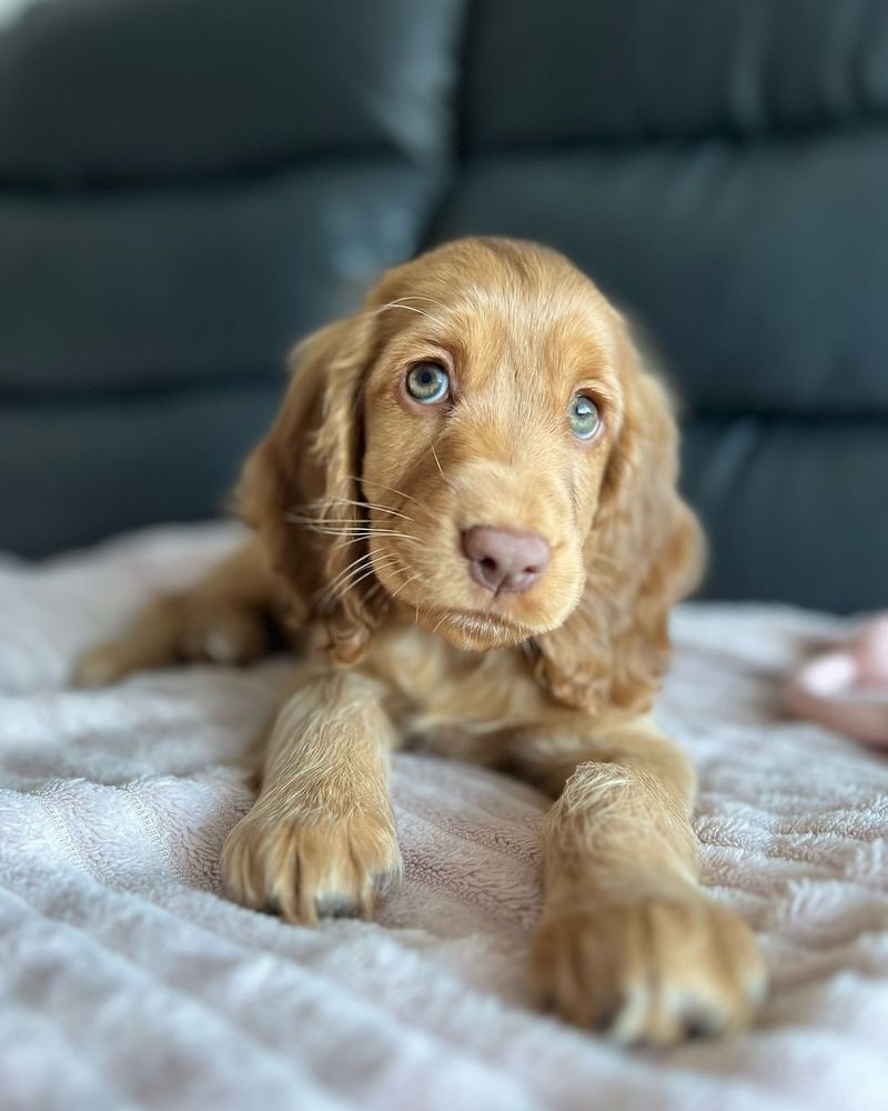 Cocker Spaniel