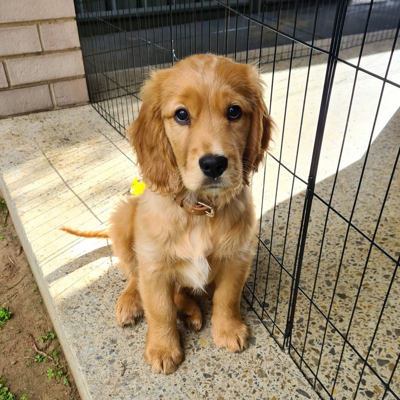 Cocker Spaniel