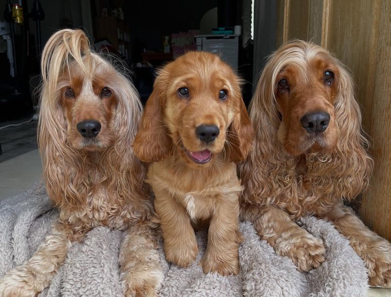 Cocker Spaniel