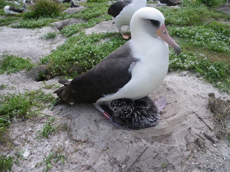 Wisdom (Laysan Albatross)