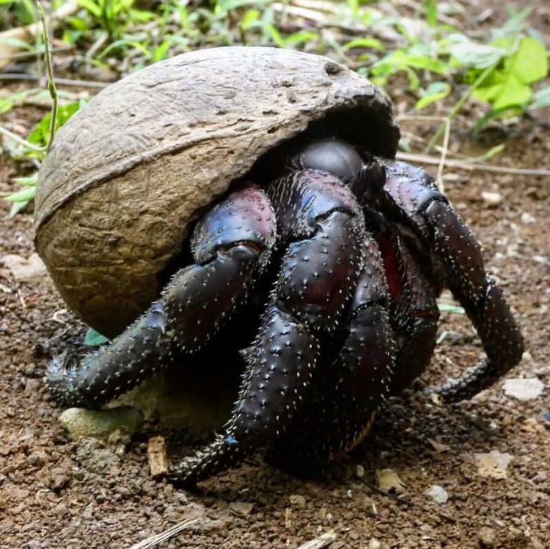 Coconut Crab