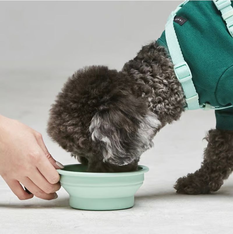 Collapsible Water Bowl