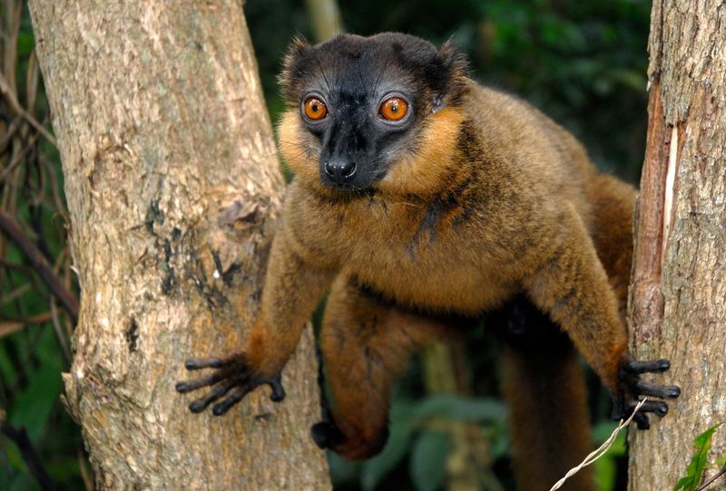 Collared Brown Lemur