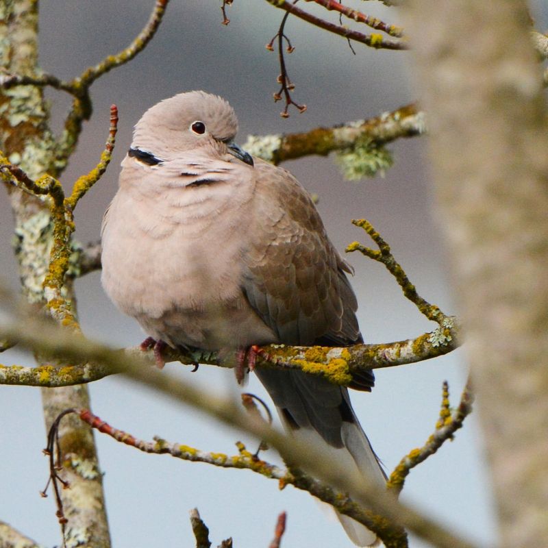 Collared Dove