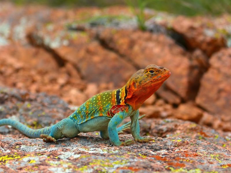 Collared Lizard