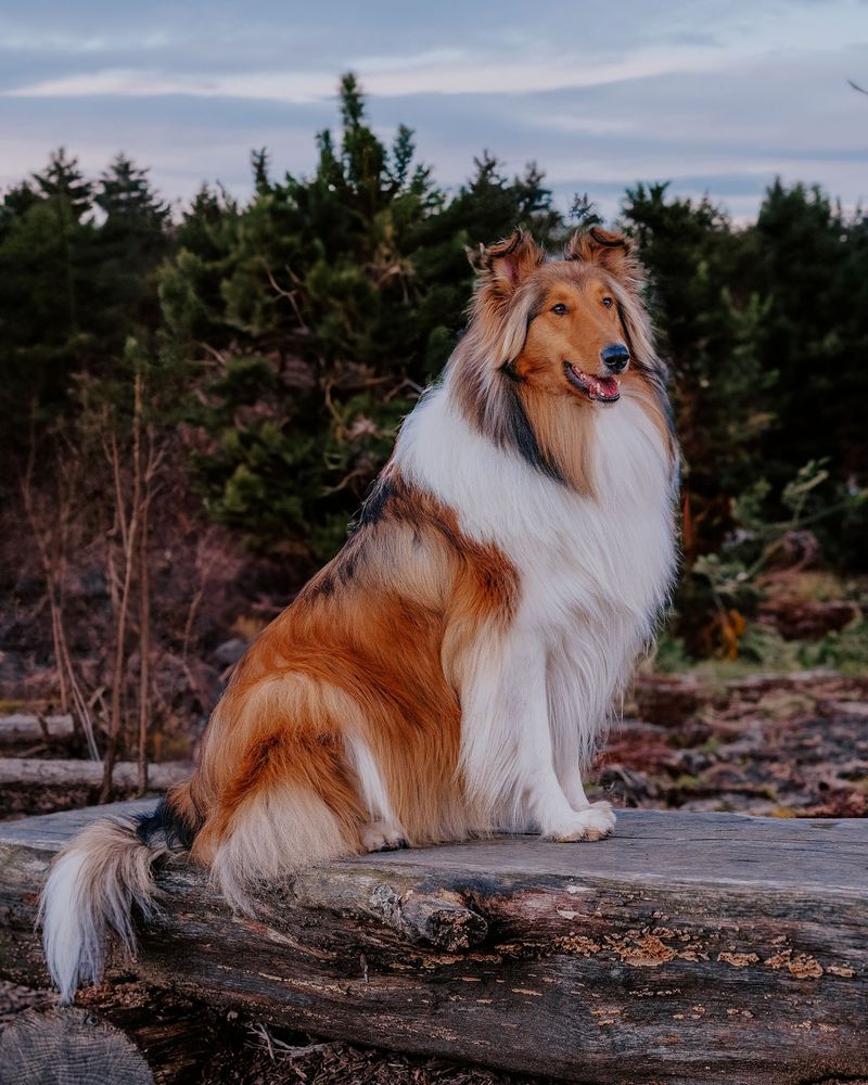 Collie