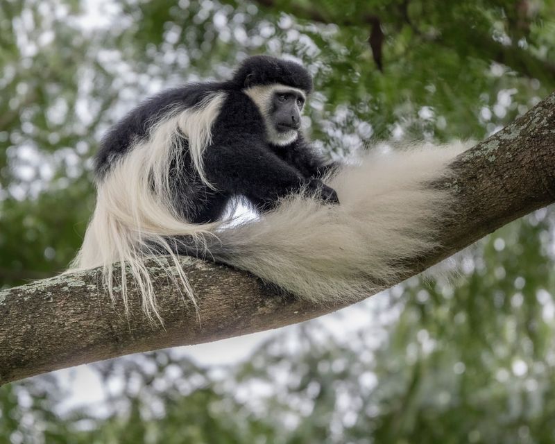 Colobus Monkey