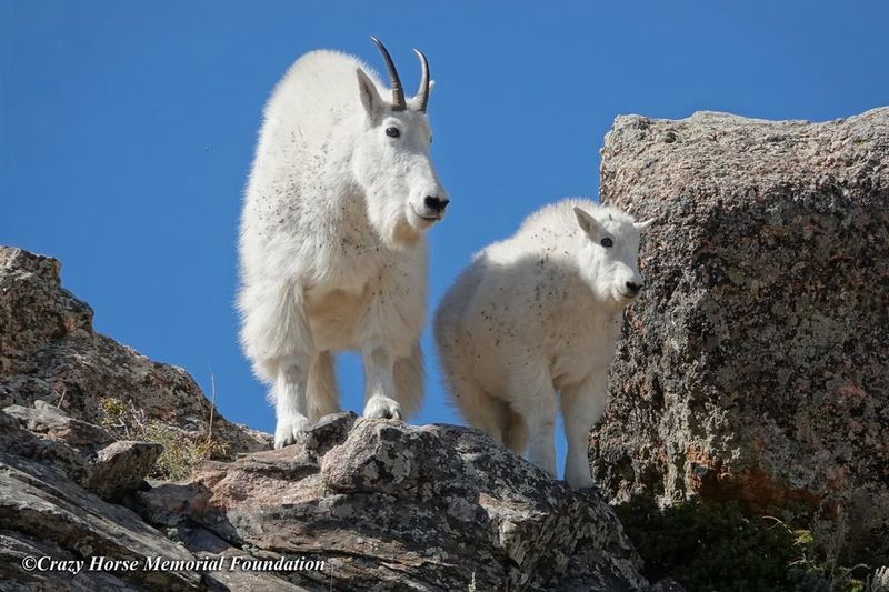 Colorado's Rocky Mountain Goat