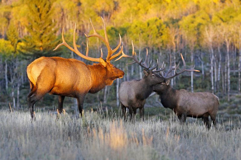 Colorado's Elk