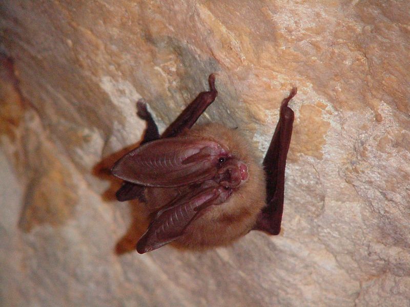 Colorado's Mountain Bats