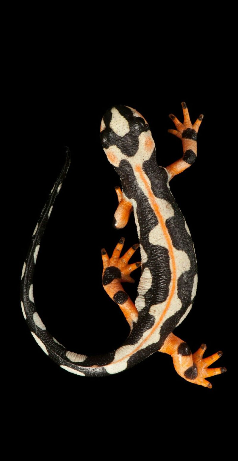 Colorado's Mountain Marvel: Tiger Salamander