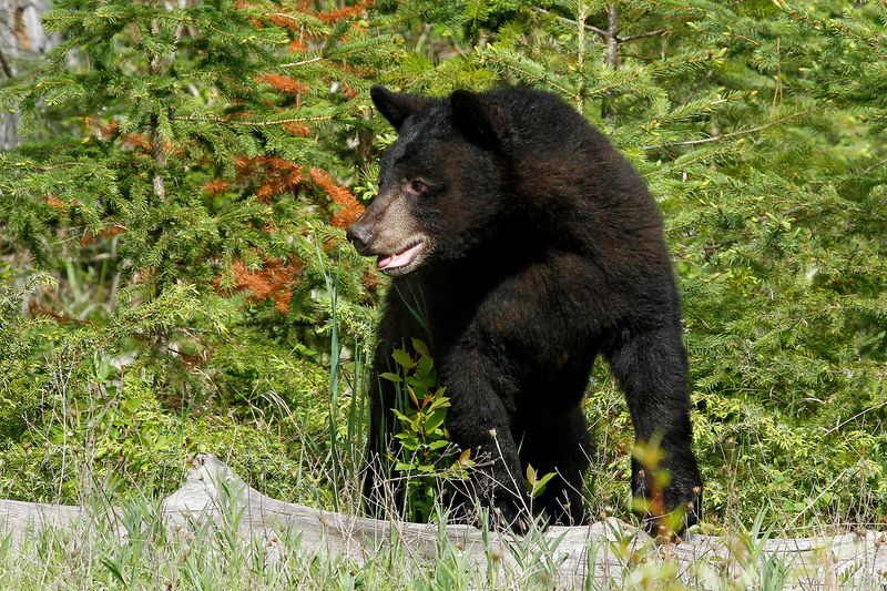 Colorado Bear