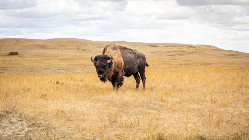 Colorado Bison