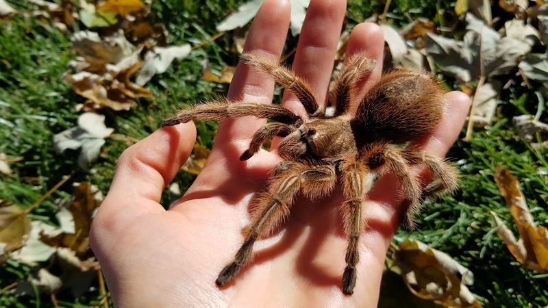 Colorado Brown Tarantula in Colorado