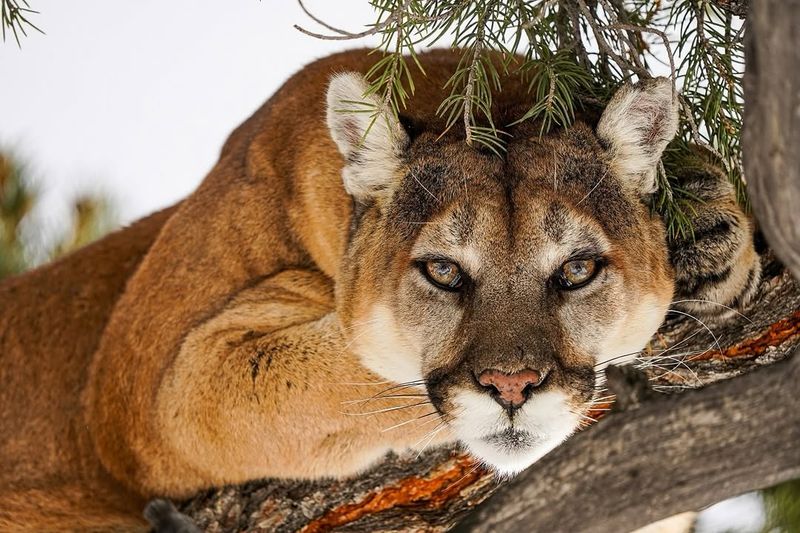 Colorado - Cougar