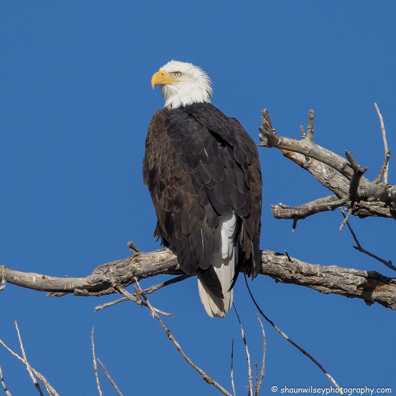 Colorado Mountain Eagle