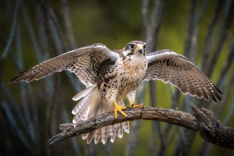 Colorado - Prairie Falcon