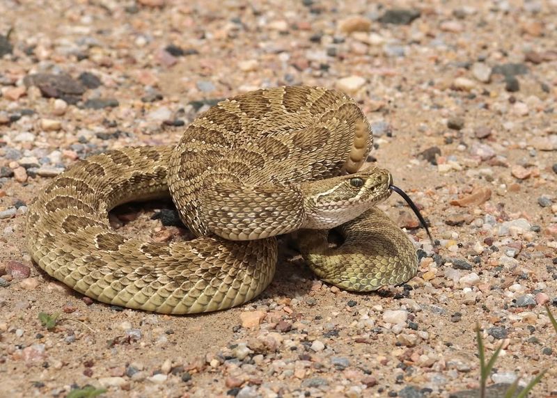 Colorado - Prairie Rattlesnake