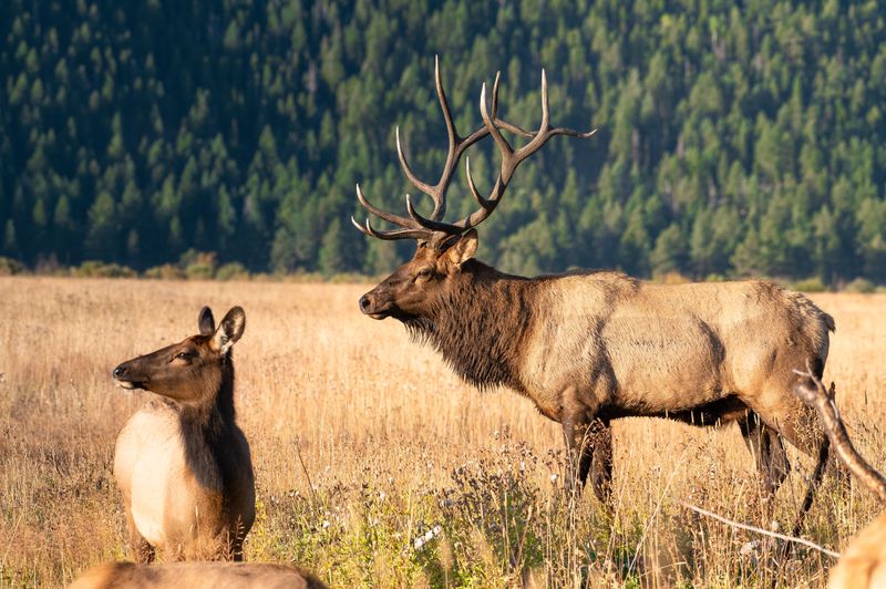 Colorado: Rocky Mountain Elk