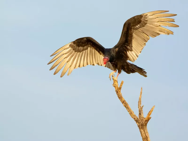 Colorado - Turkey Vulture