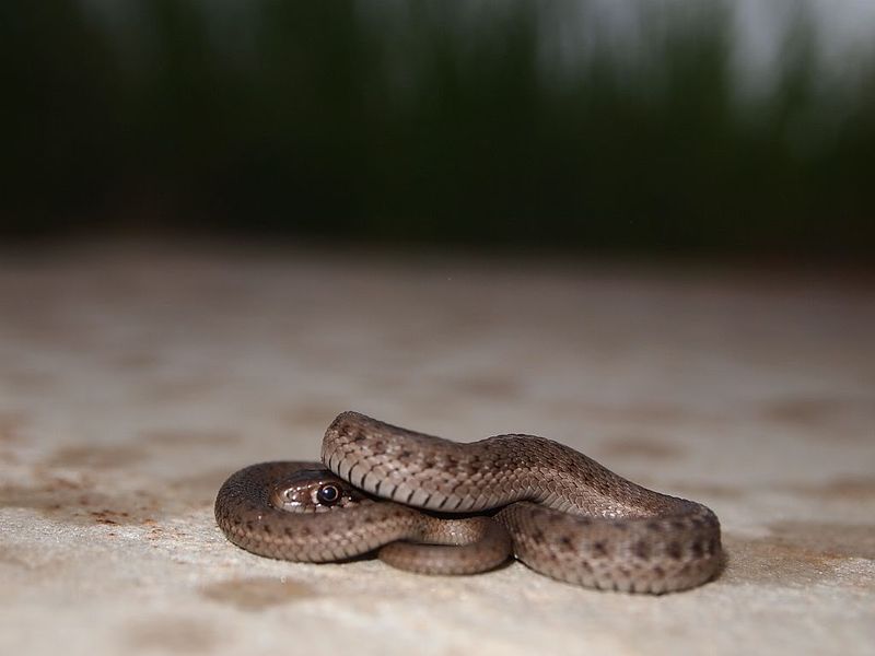 Colorado Western Terrestrial Garter Snake