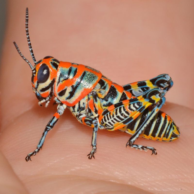 Colorado's Rainbow Grasshopper