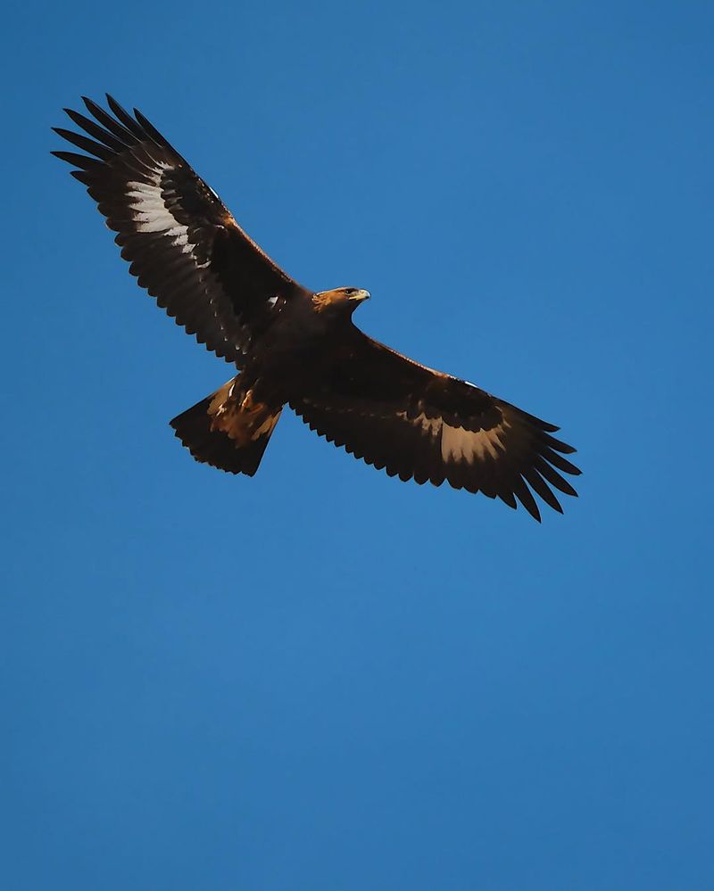 Majestic Size And Wingspan