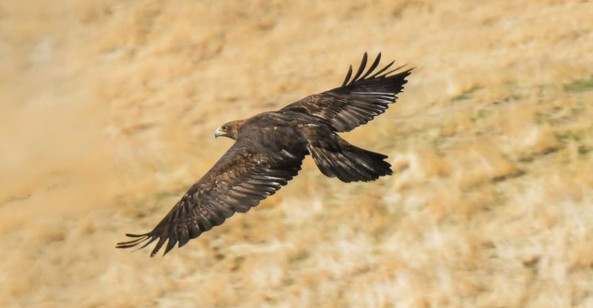 Colorado’s Golden Eagle Is The Largest Bird Flying Over The Rockies