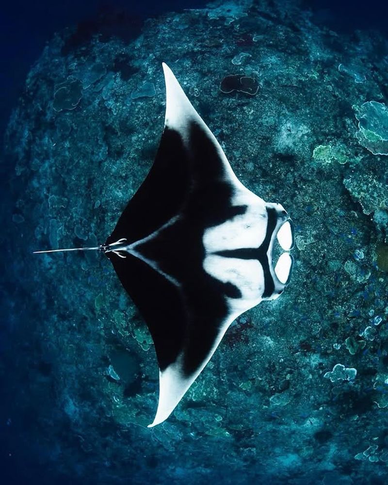 Manta Ray