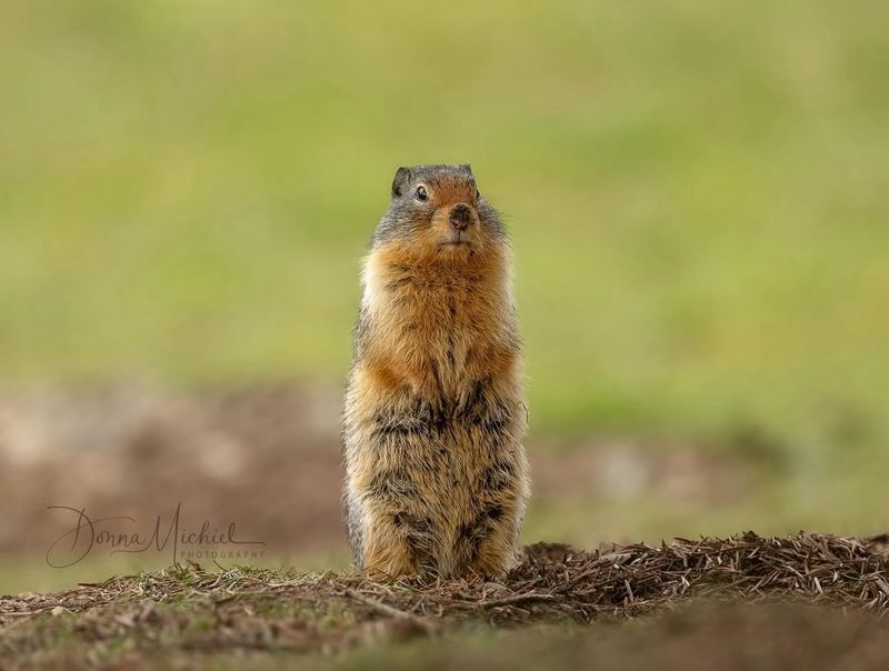 Columbian Ground Squirrel