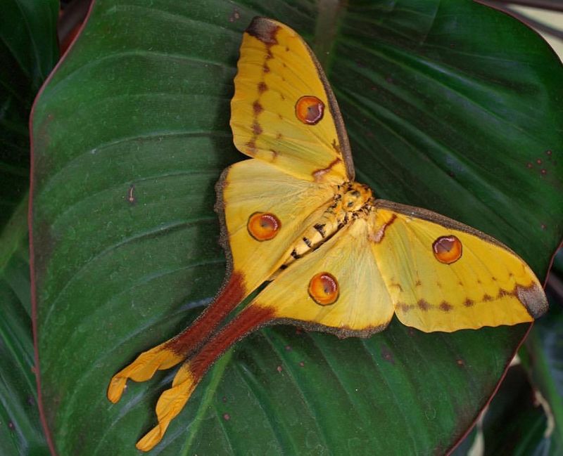 Comet Moth