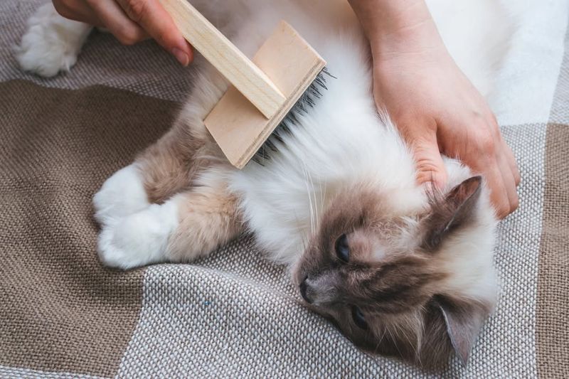 Gentle Grooming Sessions