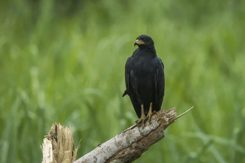 Common Black Hawk