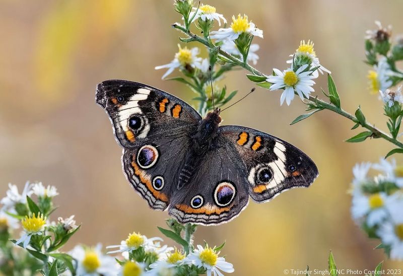 Common Buckeye - Ohio