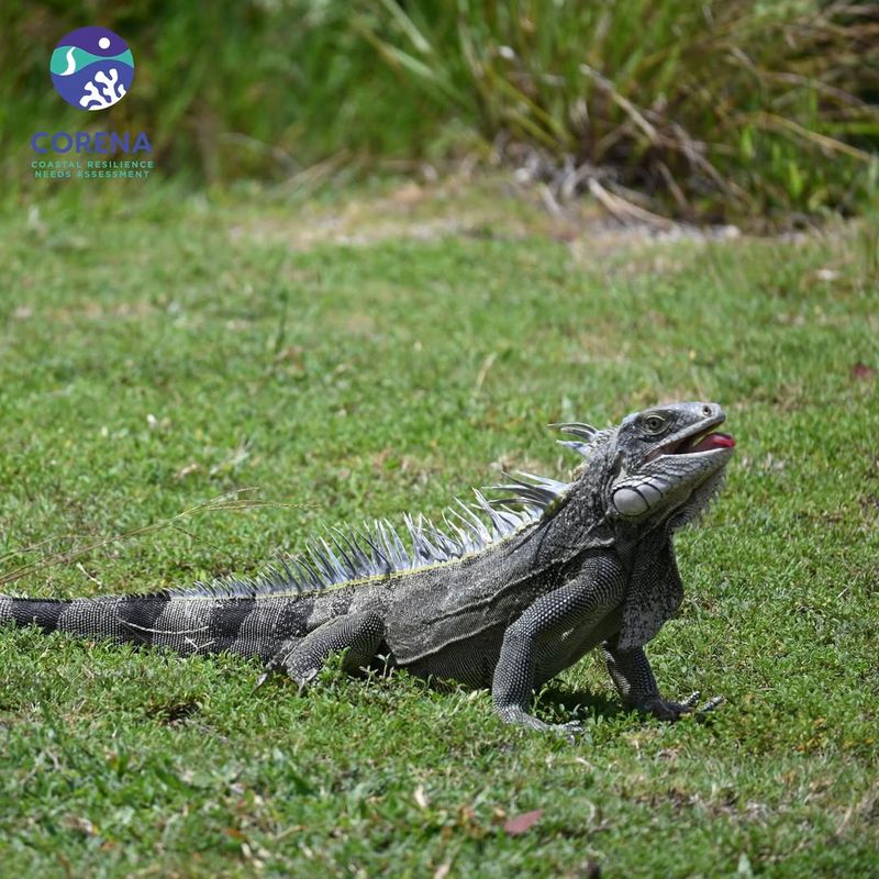 Common Iguana - Puerto Rico