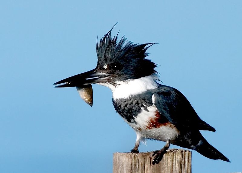 Belted Kingfisher