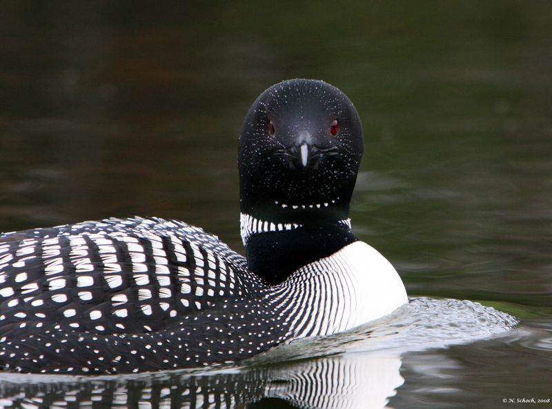 Common Loon