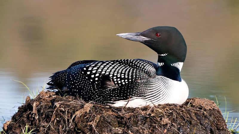 Common Loon (Minnesota)