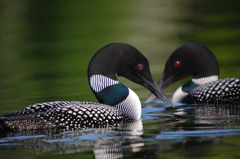 Common Loon in Maine