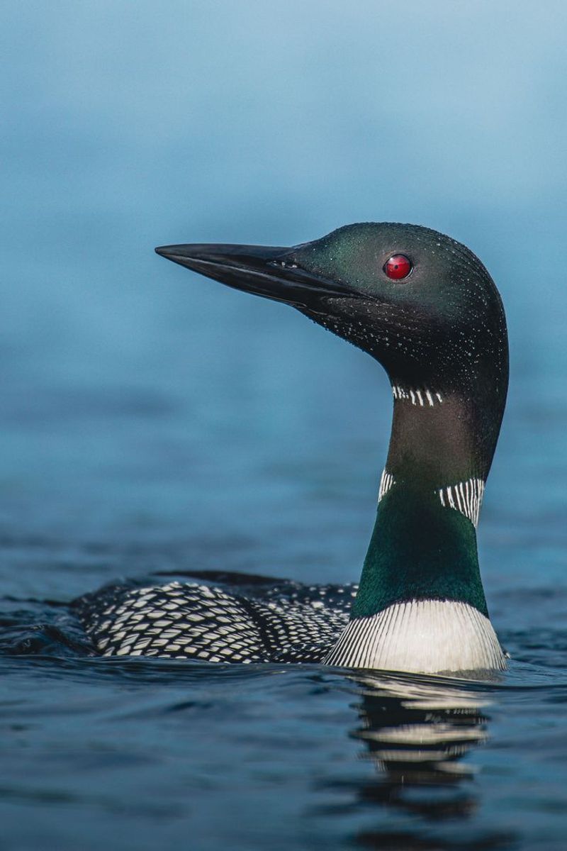 Common Loon