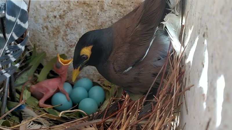 Common Myna