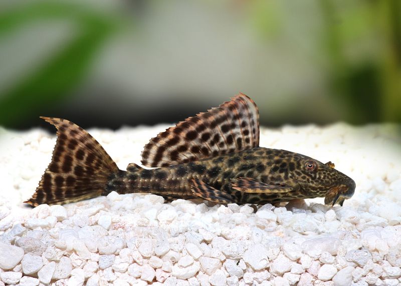 Common Plecostomus (Plecos)