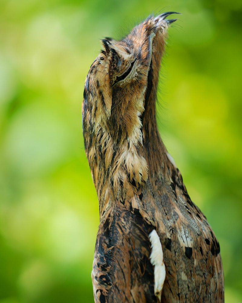 Common Potoo