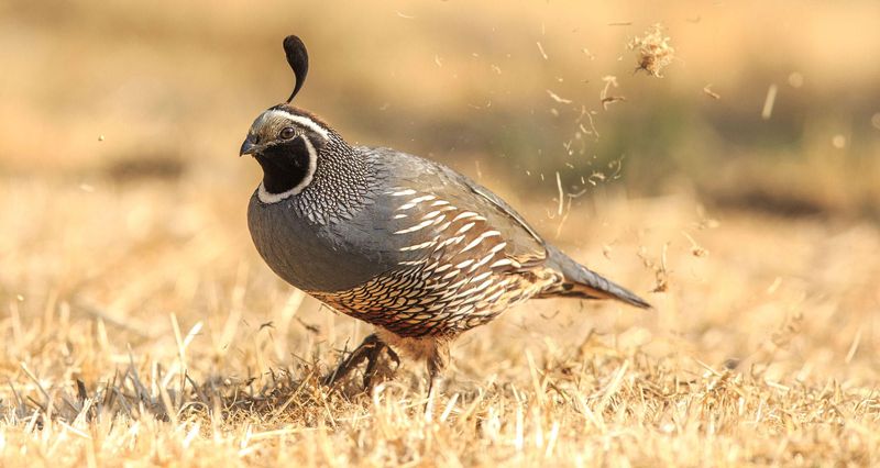 Common Quail